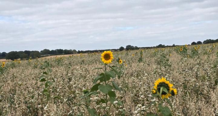 Gardening for beginners