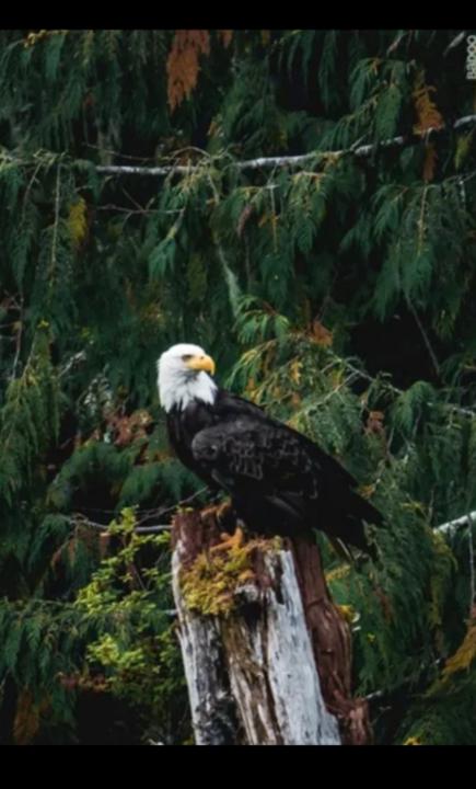 Makhloufi Abderrahmane