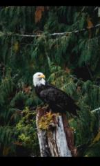 Makhloufi Abderrahmane