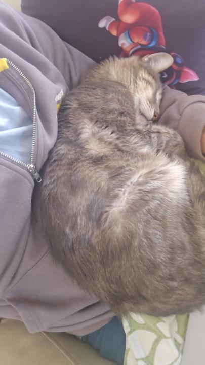 כפיר עובדיה