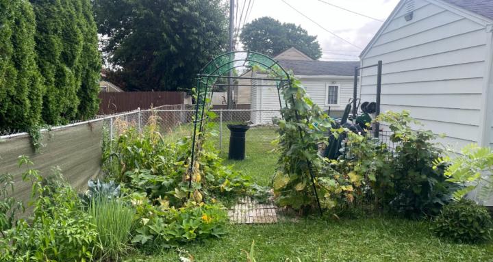 Backyard Gardening