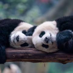 King Panda