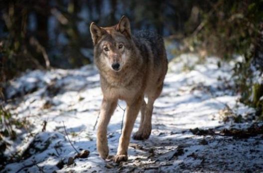 Kristina Herring Howard