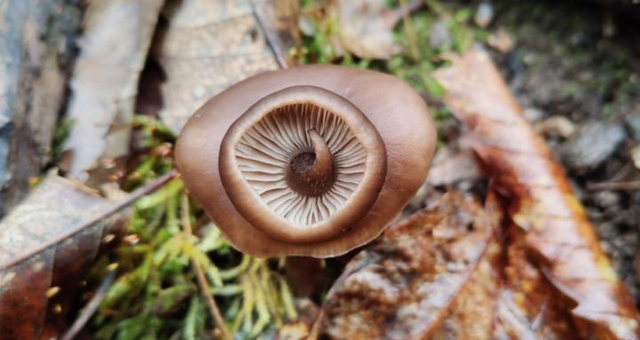 Mushroom foraging