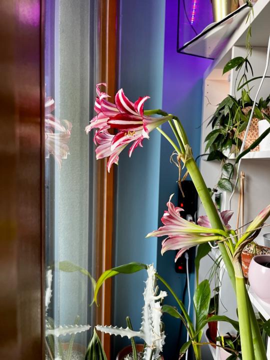 Alexandra Fesselová