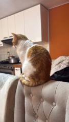 Carlos David Bustinza Puma