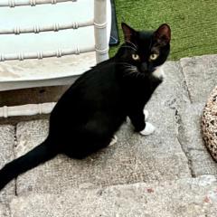 Black Cat