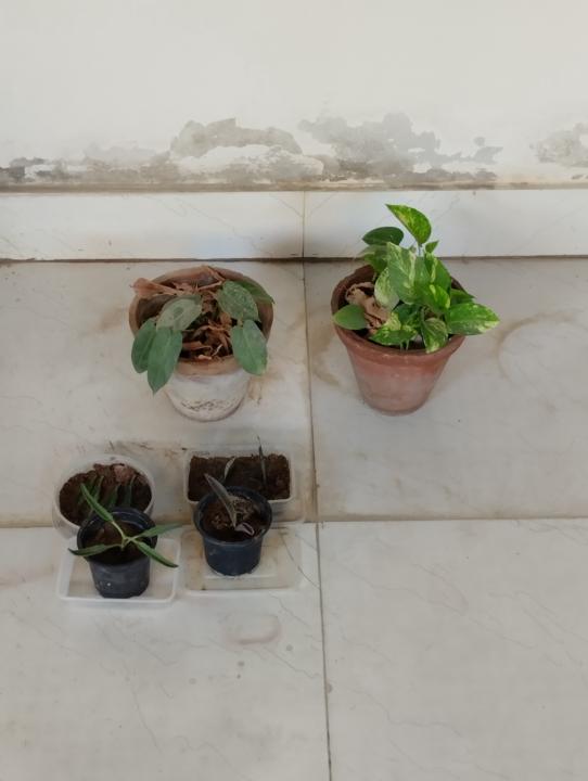 Intro and Snaps of My Garden