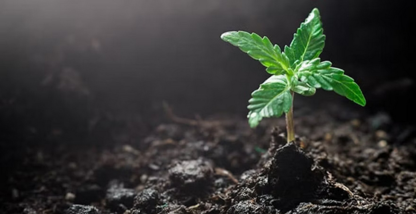 Lesson 1 - Intro to no-till Cannabis Cultivation