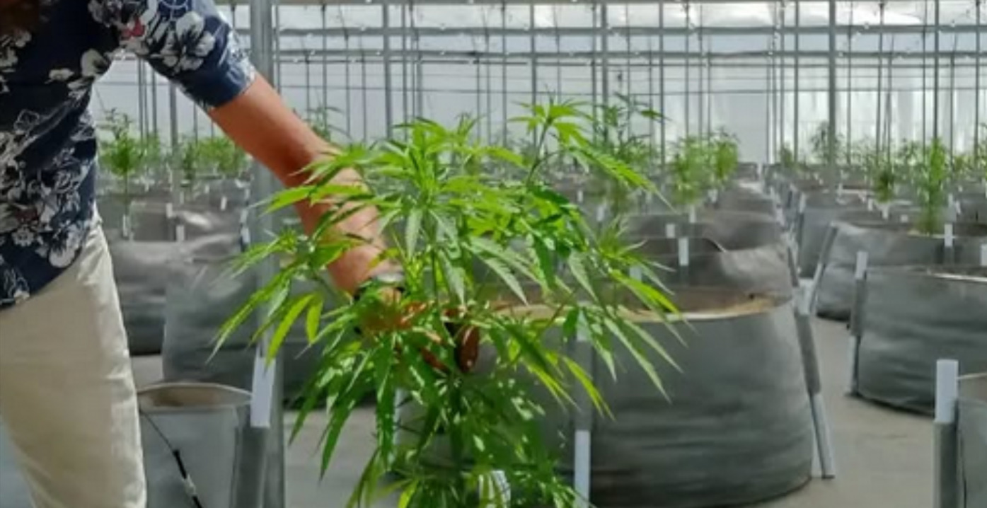 Lesson 3 - Intro to no-till Cannabis cultivation