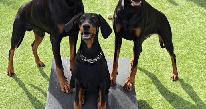The Doberman Community