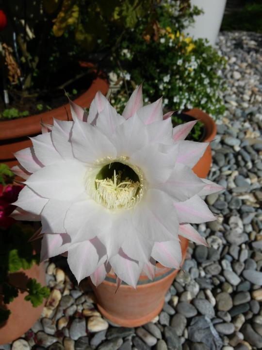 Dietburga Hutter