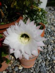 Dietburga Hutter