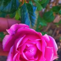 Kganetso Kgotlaetsile