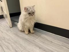 許 芸瑄