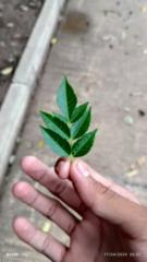 Emprendedor Caleb Josué