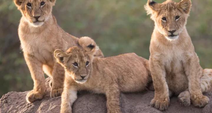 The Primal Ascension