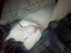 Syarifah nur Ain fateena Azhiri