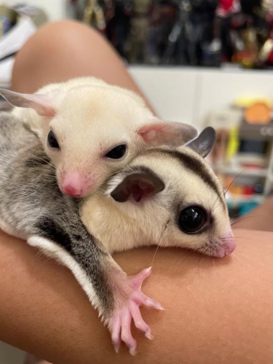 Kucoobee Kuku