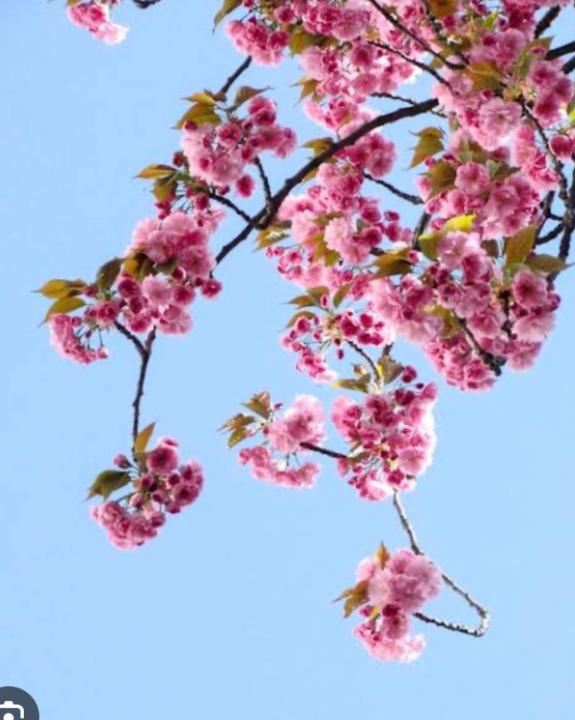 María del Rocío Ibarra Martínez