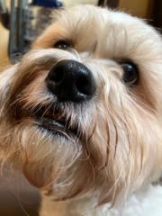 Adriana Burgos-Ojeda