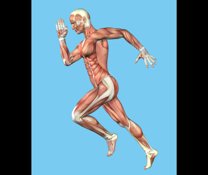 Wirbelsäule, VAGUS und Koordination