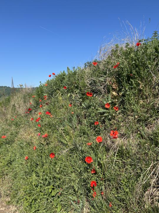 Wahre Glücklichkeit: jenseits flüchtiger Momente