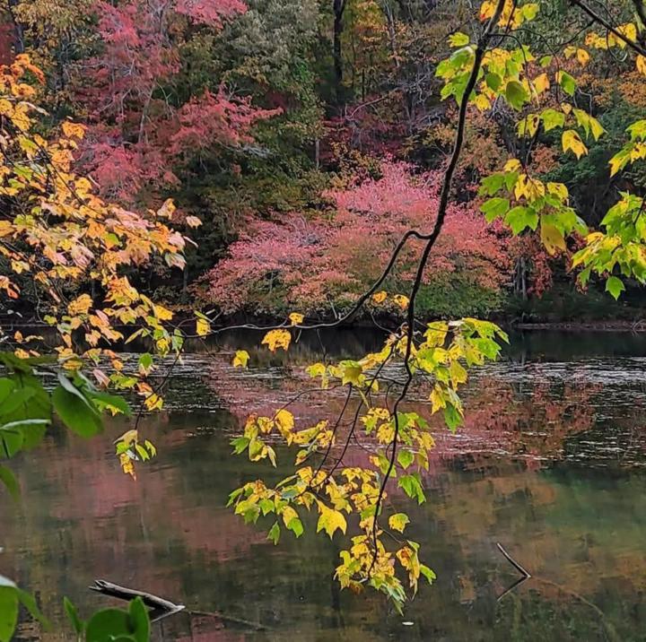 Stephanie Shillingburg