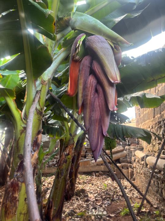 Julio Rosario Rodriguez