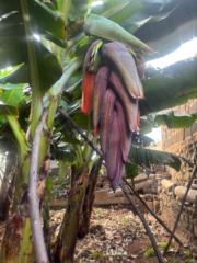 Julio Rosario Rodriguez