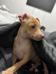 Melle Antoiniette Puyot