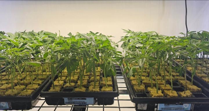 Cali Bud Farms Academy