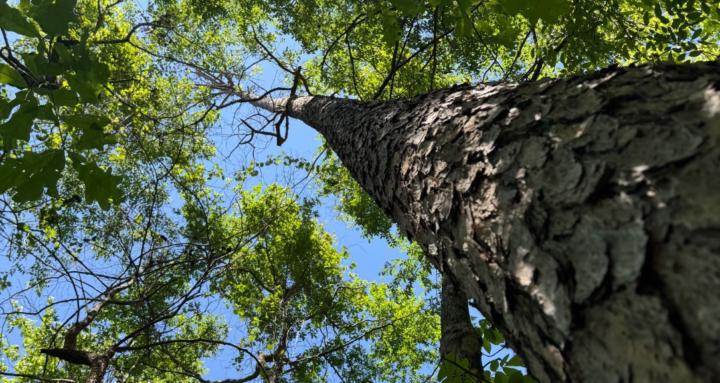 Tree Climbing and Cutting