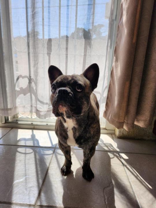 Pablo Fuentes
