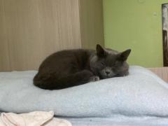 Joaquin Miguel Amoros