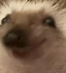 Marco Olvera Espinoza