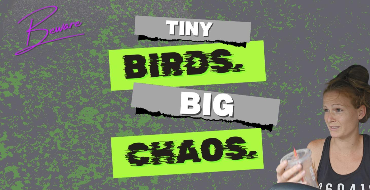 What I Wish I Knew Before Getting Quail