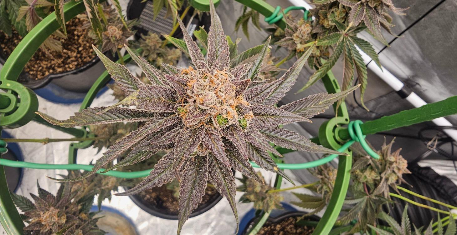 ETG cultivation course introduction.