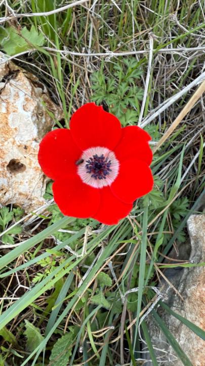 שלומית אדרי לוין