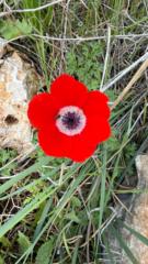 שלומית אדרי לוין