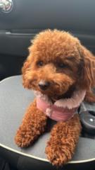 Giulia Besozzi Valentini