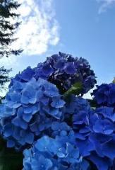 Claudia Isabel Cervantes Salazar