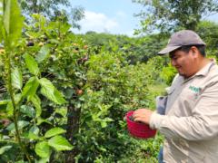 Nain Peralta Antonio