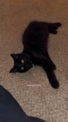 Melissa Native Michigander