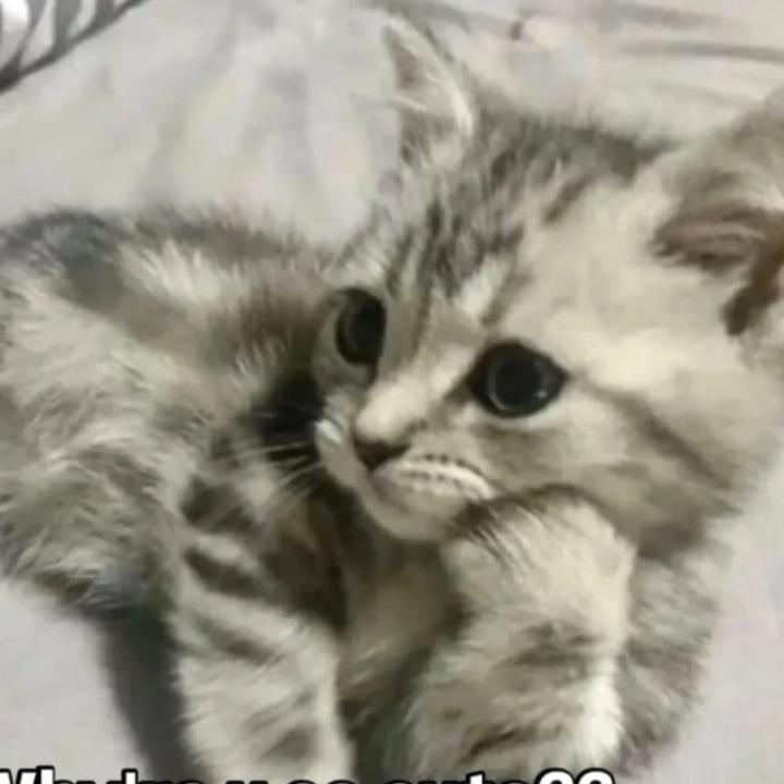 Seniha Erva Minnetoğlu