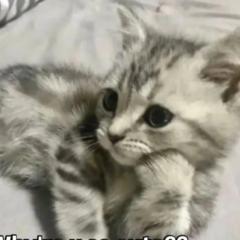 Seniha Erva Minnetoğlu