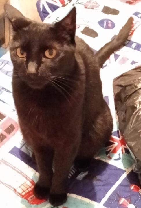 Sarahi Paloma Camacho Tolentino