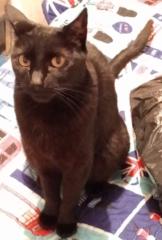 Sarahi Paloma Camacho Tolentino