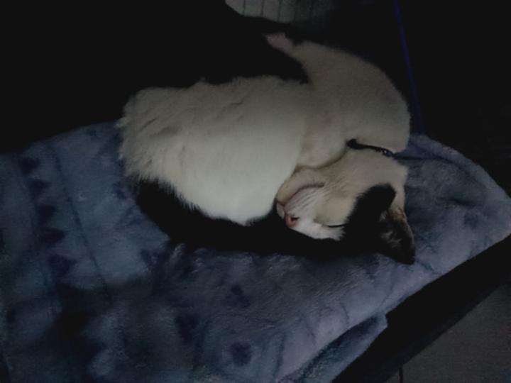 Francesca Leoncavallo