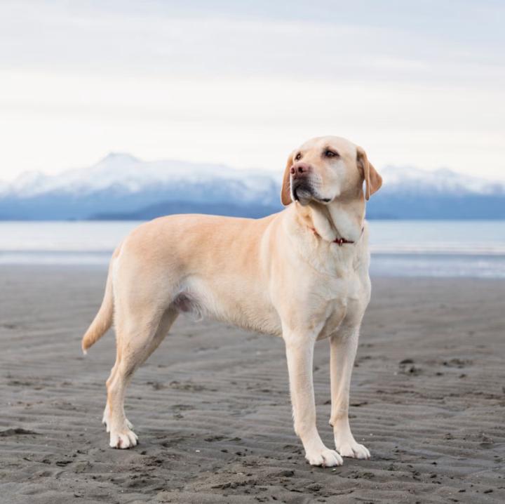 Димитър Иванов